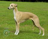 Whippet 9A002D-01